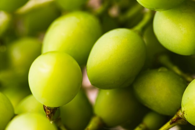 Close-up fruits of mirabelle plums