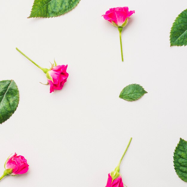 Close-up fuchsia flowers and leaves