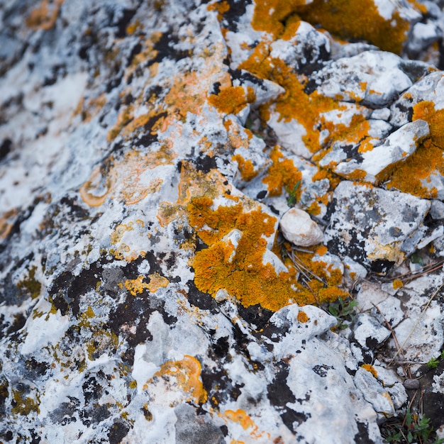 Close-up of fungus with moss on weathered rock