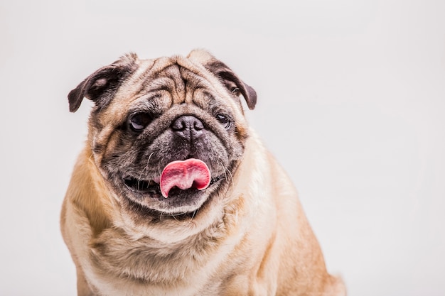 Close-up of funny pug dog with its tongue out