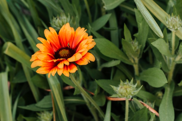 Close up gaillardia surrounded by leaves