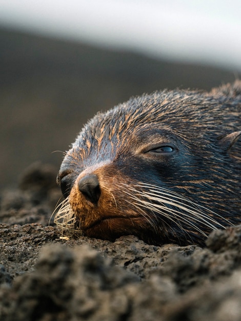 Close up on Galapagos seal seeping