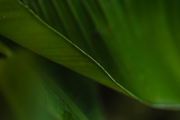 クローズアップ庭の植物の葉