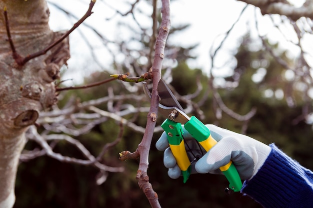 Close-up gardener cutting dried branches