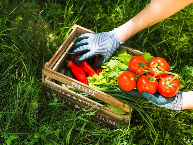 Close-up of gardener keeping fresh vegetables in wooden crate