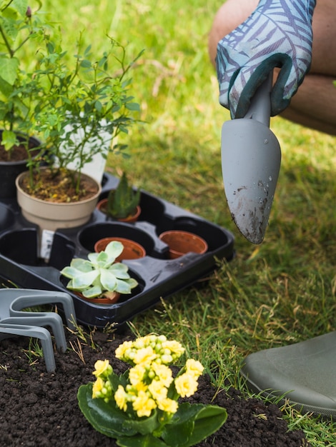 Close-up of gardener's hand with vivid sapling for planting