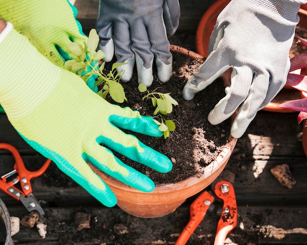 T鍋に植物を植える庭師の手のクローズアップ