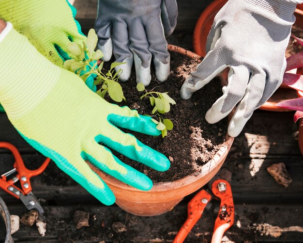 T鍋に植物を植える庭師の手のクローズアップ