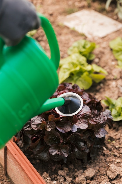 Close-up of gardener watering the plant with green watering can