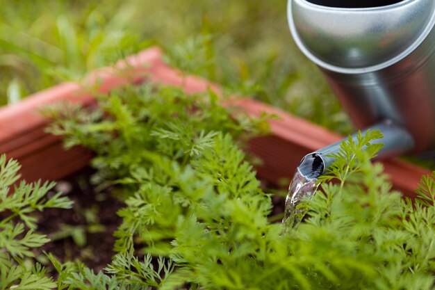 Natural Colon Cleaning – An Substitute To Colonic Irrigation