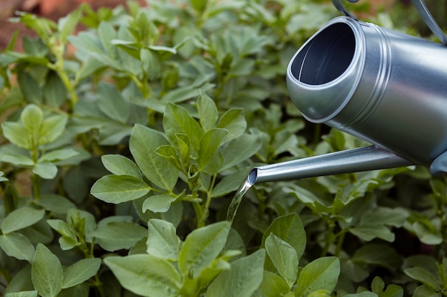 Close-up gardener watering plants