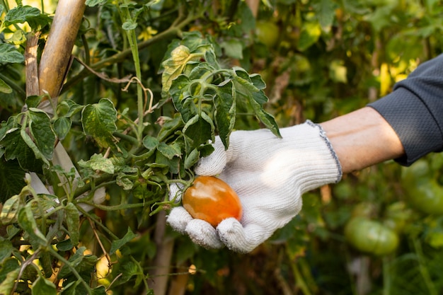 Foto gratuita giardiniere con piante da vicino