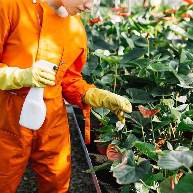 Close-up of a gardener with spray bottle examining plant in greenhouse