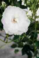 Free photo close up gardenia in the garden