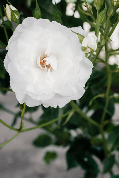 Close up gardenia in the garden