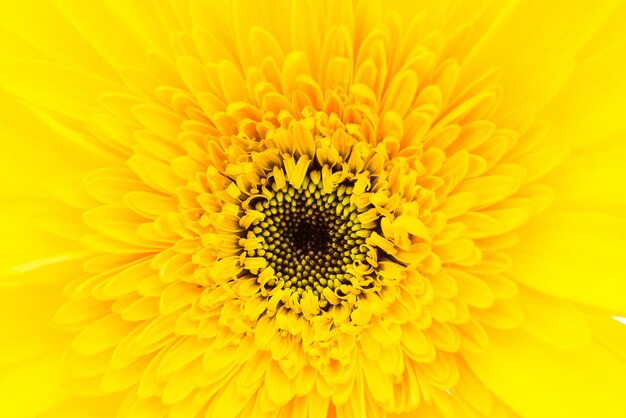 Close up gerbera flower