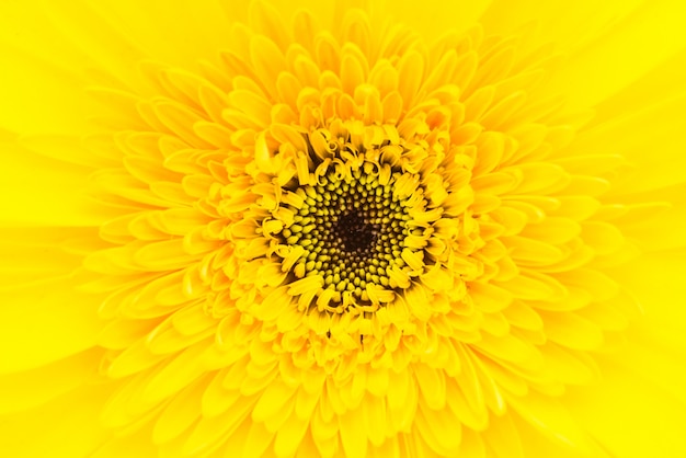 Close up gerbera flower