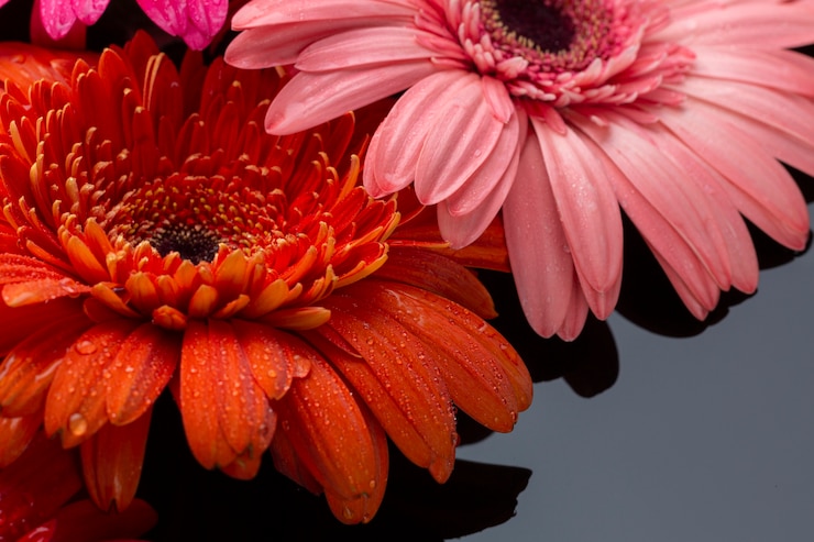 Free Photo close-up of gerbera flowers high view