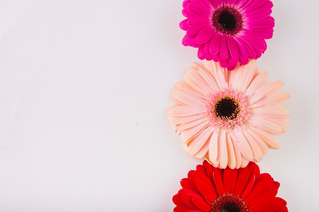 Close-up gerbera heads