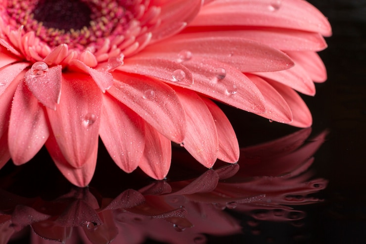 Free Photo close-up of gerbera pink flower