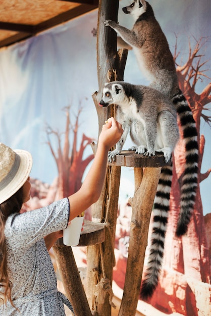 Close-up of a girl feeding to ring-tailed lemur in the zoo
