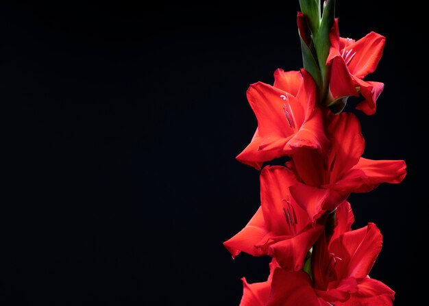 Close up on gladiolus flower details