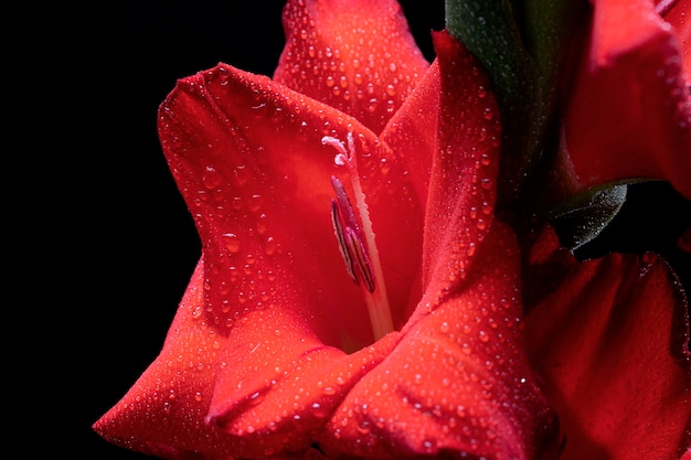 Free photo close up on gladiolus flower details