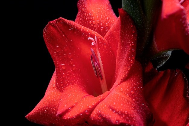 Close up on gladiolus flower details