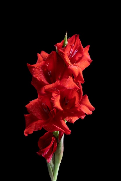 Close up on gladiolus flower details