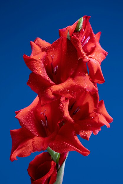 Close up on gladiolus flower details