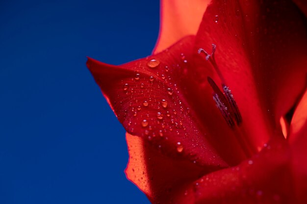 グラジオラスの花の詳細をクローズアップ