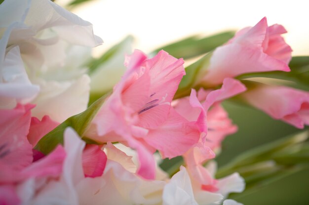 Close up on gladiolus in nature