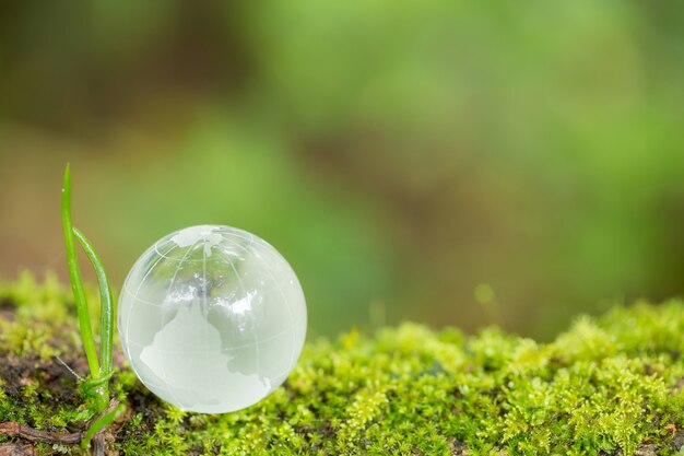 Close up of glass globe in the forest.    