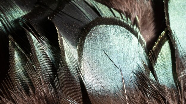 Close-up glossy feathers organic background