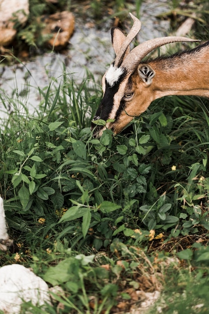 山羊、食べること、葉