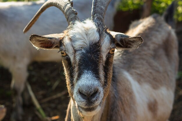 Close-up goat at farm looking at camera