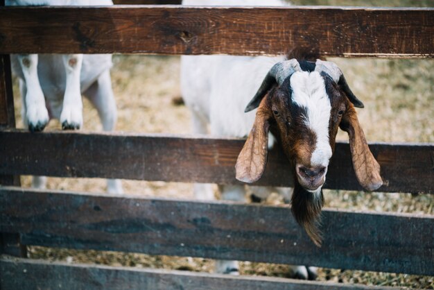 Крупный план козы выглядывает из деревянного забора на ферме