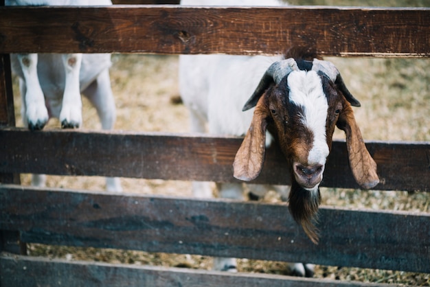 Close-up of a goat peeks out from wooden fence on the farm