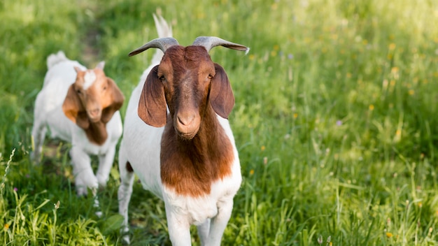 Free photo close-up goats at farm