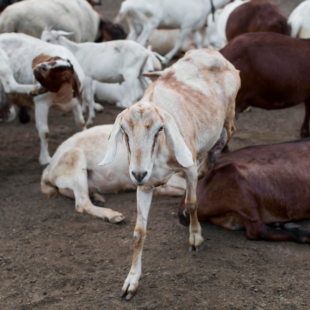 Close-up goats at farm