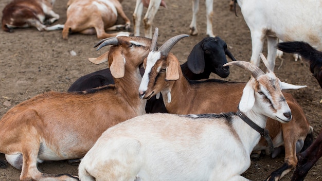 Close-up goats at farm