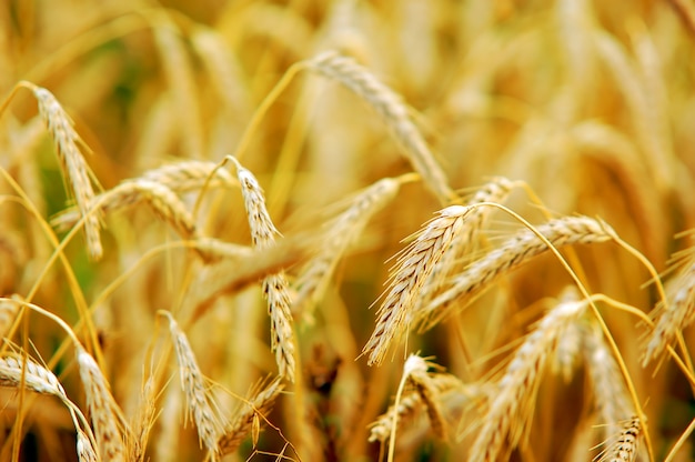 Close-up of golden wheat