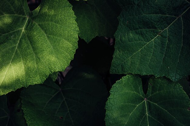 Close up grape leaves