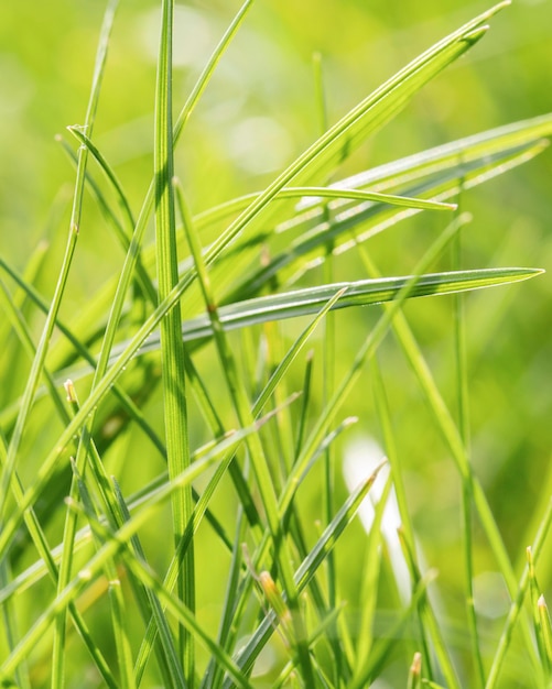 Close-up grass leaves outdoors