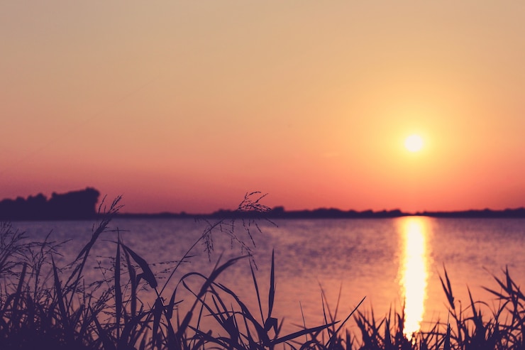 Free Photo close up grass with a sunset over a lake in the background