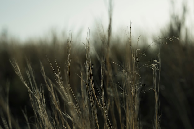 Close-up of grass