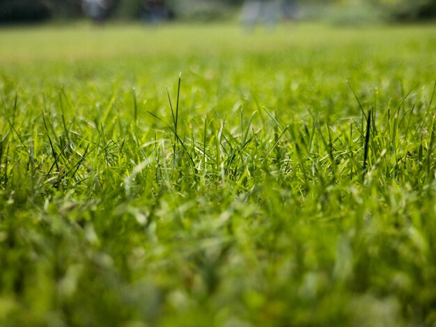 Photo de Herbe Verte, herbe transparente, bouillon vert, ivraie Graphique  images free download - Lovepik