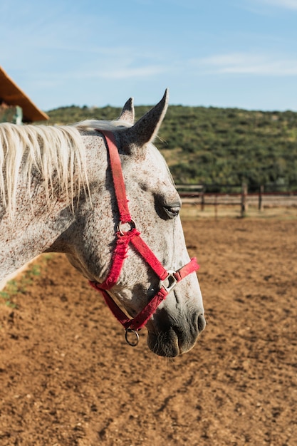 Close-up gray horse with red bridle