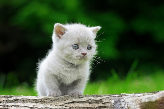 Close up of gray kitten on nature