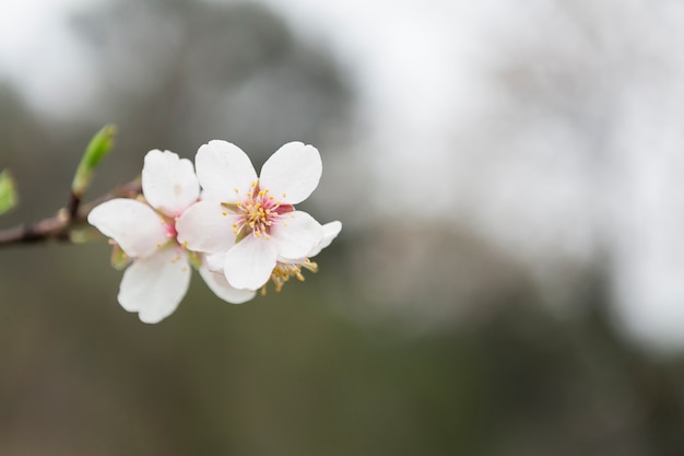 Close-up of great almond blossom